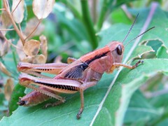 Melanoplus differentialis