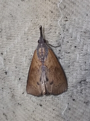 Hypena