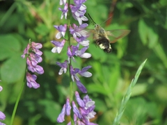 Hemaris fuciformis