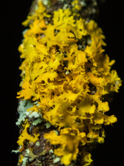 Xanthomendoza oregana
