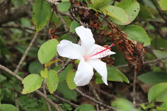Hibiscus arnottianus