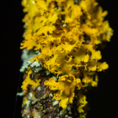 Xanthomendoza oregana