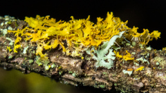 Xanthomendoza oregana