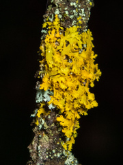 Xanthomendoza oregana