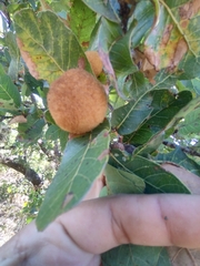 Quercus glaucoides