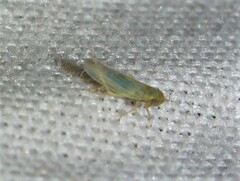 Graminella nigrifrons