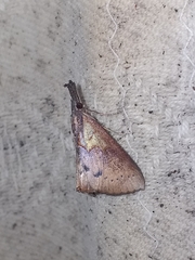 Hypena