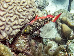 Colpophyllia natans