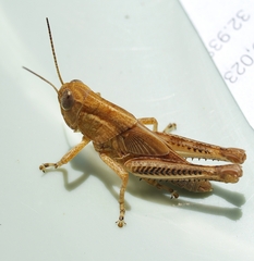 Melanoplus differentialis
