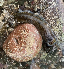 Holothuria lubrica