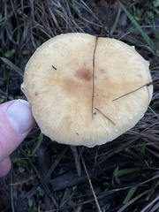 Stropharia ambigua