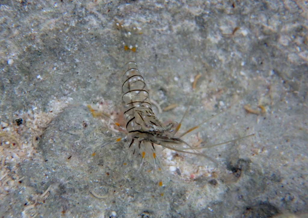 Caribbean bait prawn