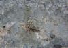 Caribbean Bait Prawn - Photo (c) Mark Brown, some rights reserved (CC BY-NC), uploaded by Mark Brown
