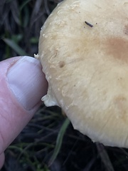 Stropharia ambigua