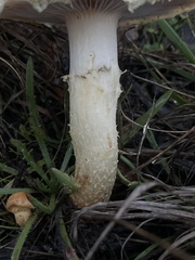 Stropharia ambigua
