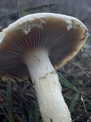 Stropharia ambigua