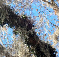 Epidendrum conopseum