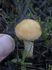 Stropharia ambigua