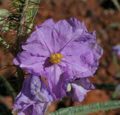 Solanum kentrocaule