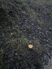 Stropharia ambigua