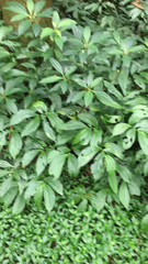 Elatostema platyphyllum