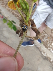 Murgantia histrionica
