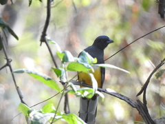 Trogon citreolus