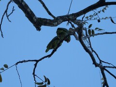 Amazona autumnalis salvini