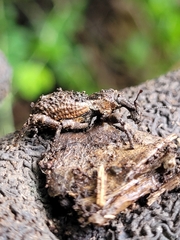 Anagotus rugosus