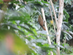 Dendrocincla fuliginosa