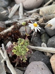 Perityle crassifolia