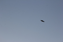 Colaptes auratus