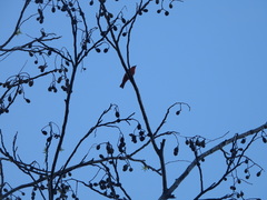 Piranga rubra