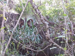 Platycerium superbum