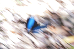 Morpho helenor