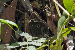Morpho helenor
