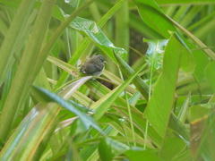 Sporophila corvina