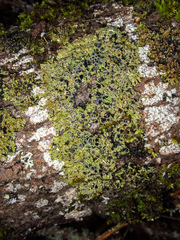 Physconia americana