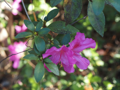 Rhododendron indicum
