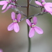 Stylidium tenue majusculum - Photo (c) Arthur Chapman, some rights reserved (CC BY-NC-SA), uploaded by Arthur Chapman