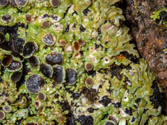 Physconia americana