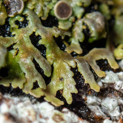 Physconia americana