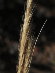 Aristida spiciformis