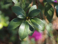 Rhododendron indicum