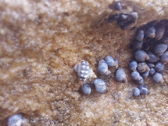 Nodilittorina pyramidalis