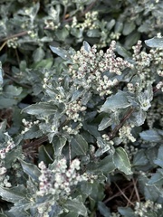 Chenopodiastrum murale