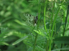 Parnassius mnemosyne