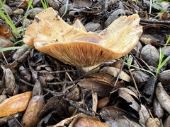 Lactarius alnicola