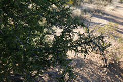 Condalia warnockii