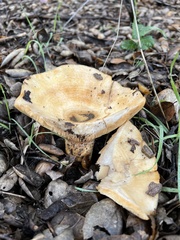 Lactarius alnicola